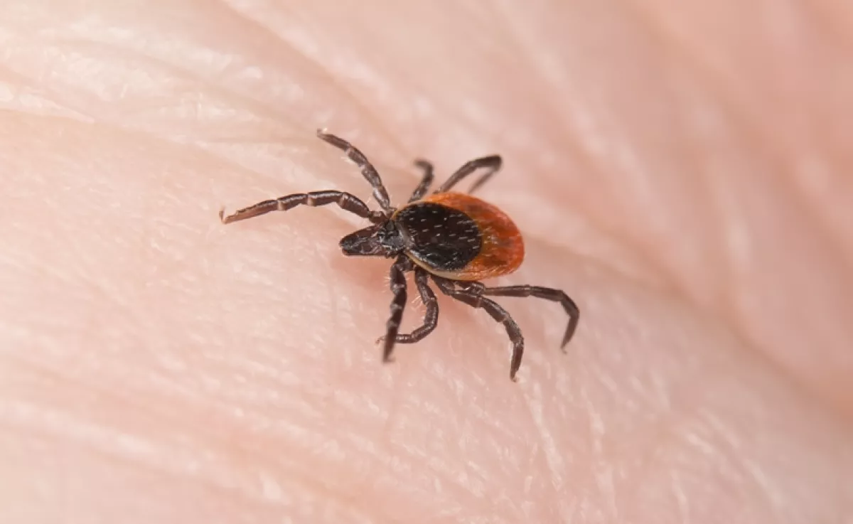 Ez a vércsoport vonzza legjobban a kullancsokat: az emberek 40%-a ebbe tartozik – Vajon te is?
