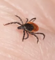 Nem csak Lyme-kórt okozhat a kullancscsípés: évekkel később ez a furcsa baj is jelentkezhet miatta