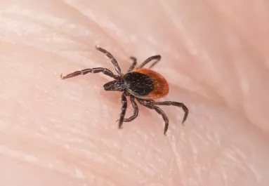 Nem csak Lyme-kórt okozhat a kullancscsípés: évekkel később ez a furcsa baj is jelentkezhet miatta