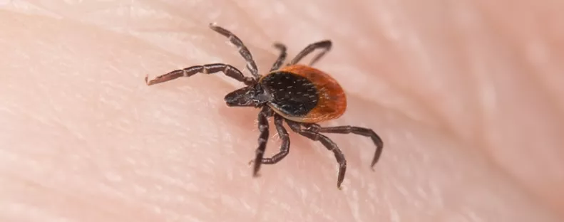 Nem csak Lyme-kórt okozhat a kullancscsípés: évekkel később ez a furcsa baj is jelentkezhet miatta