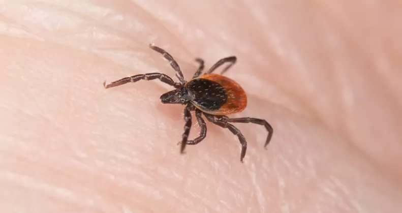 Nem csak Lyme-kórt okozhat a kullancscsípés: évekkel később ez a furcsa baj is jelentkezhet miatta