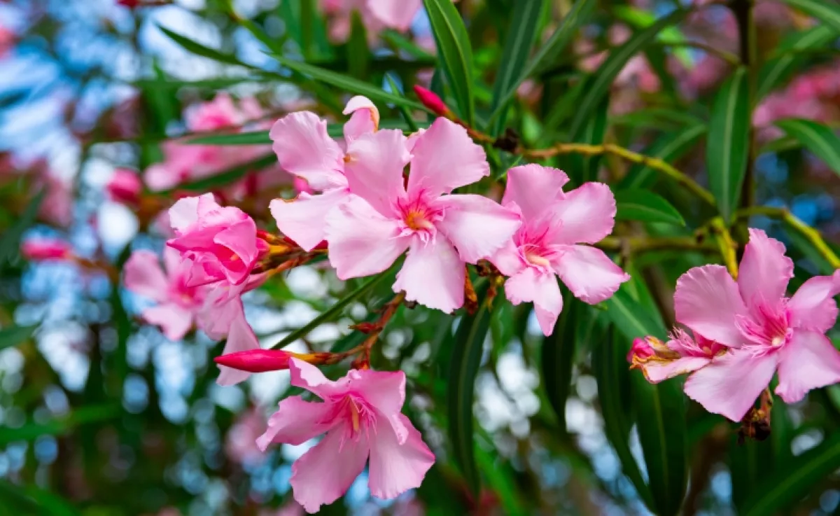 Ha ezzel a fűszeres vízzel öntözöd a leandert, dúsabb lesz, mint valaha: a tiéd lesz a legszebb virág a környéken