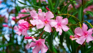 Ha ezzel a fűszeres vízzel öntözöd a leandert, dúsabb lesz, mint valaha: a tiéd lesz a legszebb virág a környéken