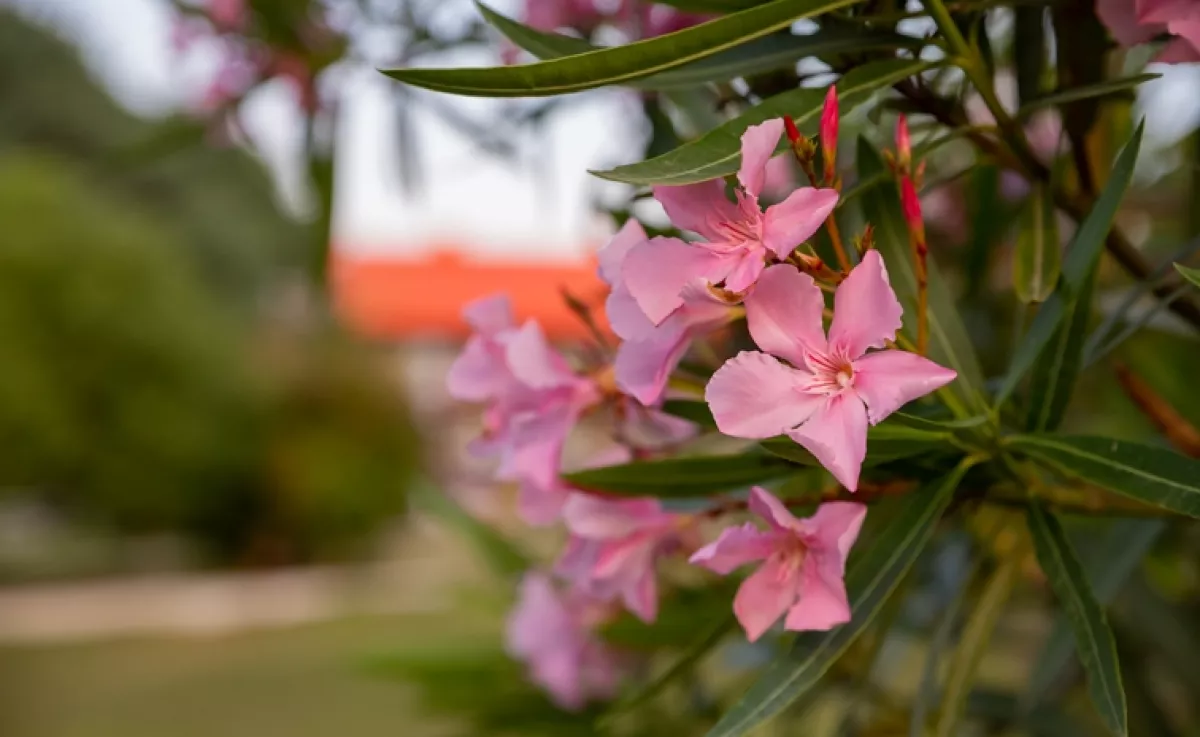 Van ilyen növény az udvarodon? Soha ne érintsd meg nedves kézzel, mert mérgező is lehet!