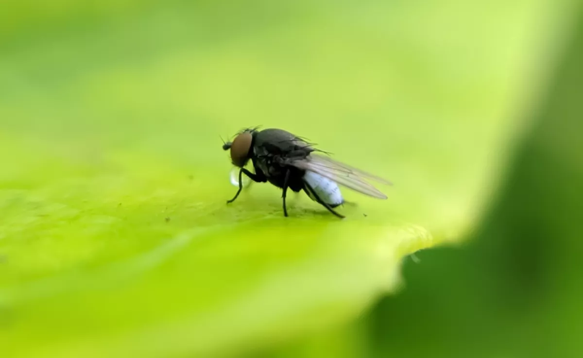 Eltűnik az összes légy, ha ezt a vegyszermentes permetet fújod a függönyödre: mindet elűzi 5 perc alatt