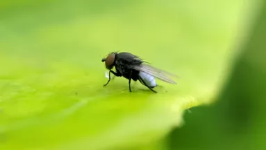 Eltűnik az összes légy, ha ezt a vegyszermentes permetet fújod a függönyödre: mindet elűzi 5 perc alatt