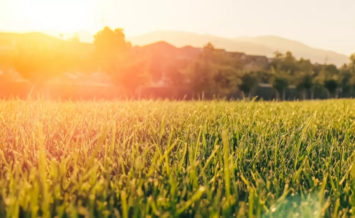 Ezzel a konyhai maradékkal új életre kel a kiszáradt fű: újra vakítóan zöld lesz tőle a pázsit