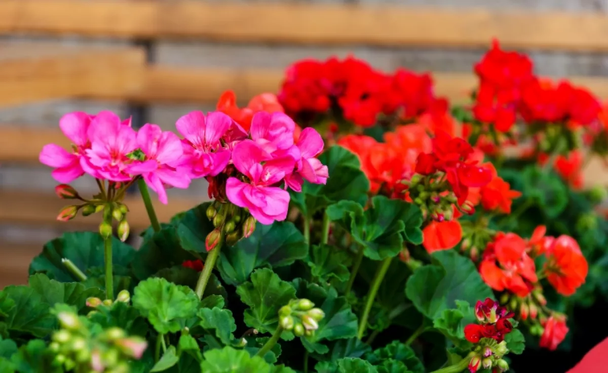 Ez az ital még a hervadó muskátlit is feléleszti: igazi vegyszermentes csodaszer