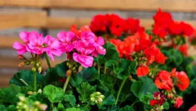 Ez az ital még a hervadó muskátlit is feléleszti: igazi vegyszermentes csodaszer