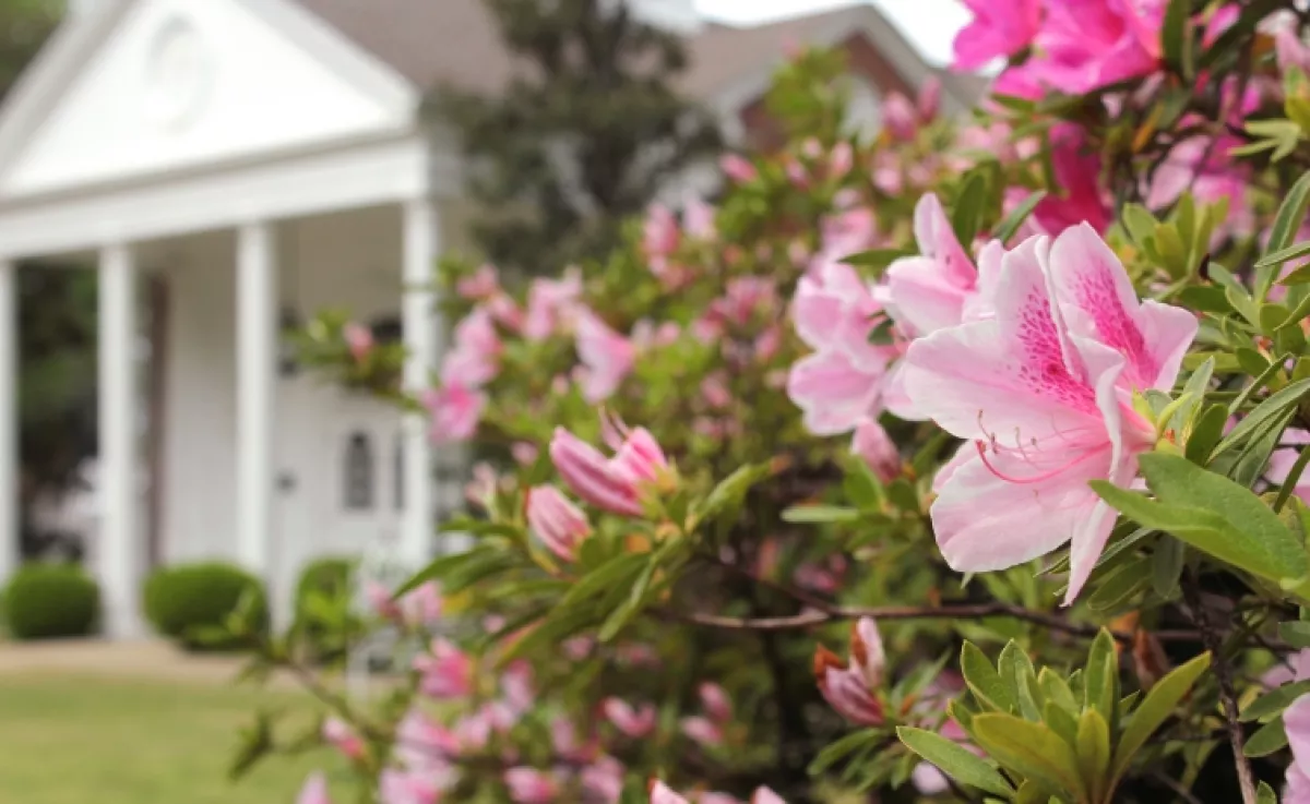Soha ne ültesd ezt a növényt az ablak alá: virága erősen vonzza a házhoz a darazsakat