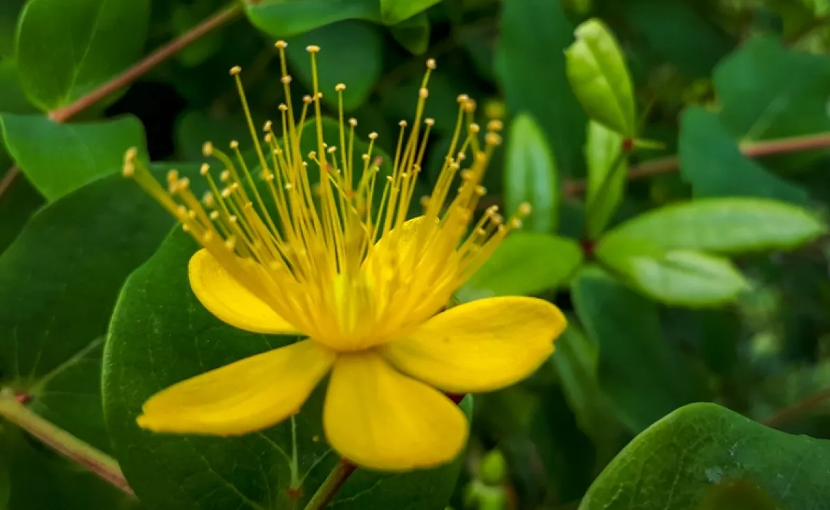 Ezt a népszerű gyógynövényt mindenki dicséri, pedig hosszú távon idegkárosodást okozhat: vigyázz vele!