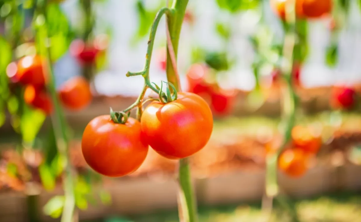 Soha ne ültesd ezt a növényt a paradicsom mellé: veszélyes kémiai reakció indulhat be