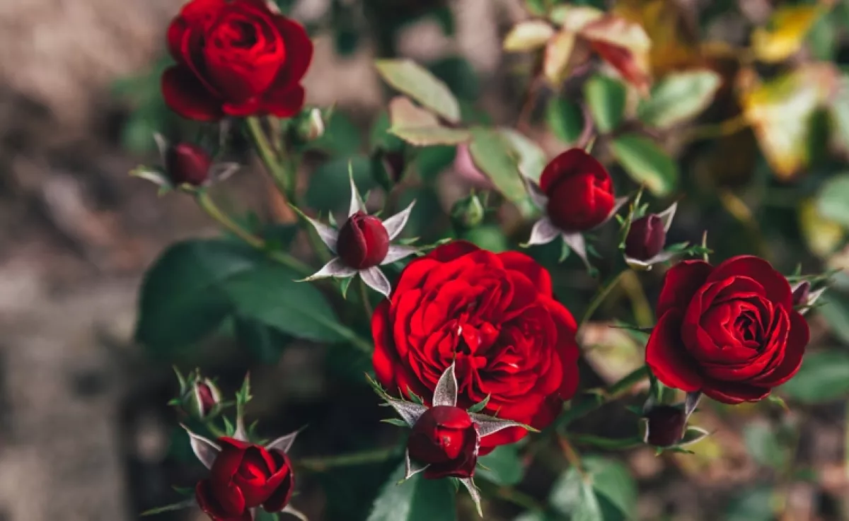 Filléres konyhai csodaszer: ezt öntsd a rózsára, és jövőre nem győzöl majd gyönyörködni a rengeteg virágban