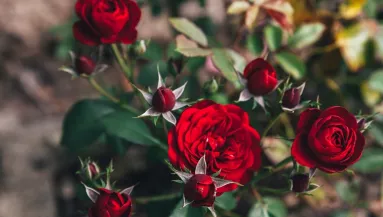 Ezt öntsd a rózsára, és el sem hiszed majd, hogy jövőre mekkorára nő a bokor