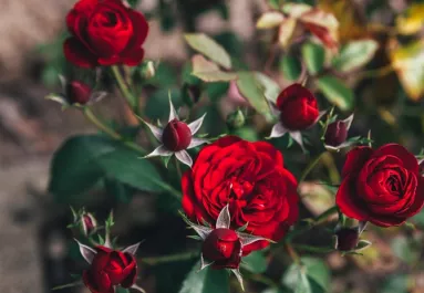 Filléres konyhai csodaszer: ezt öntsd a rózsára, és jövőre nem győzöl majd gyönyörködni a rengeteg virágban