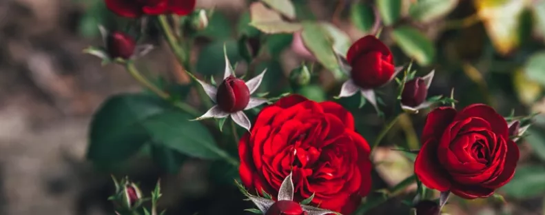 Filléres konyhai csodaszer: ezt öntsd a rózsára, és jövőre nem győzöl majd gyönyörködni a rengeteg virágban