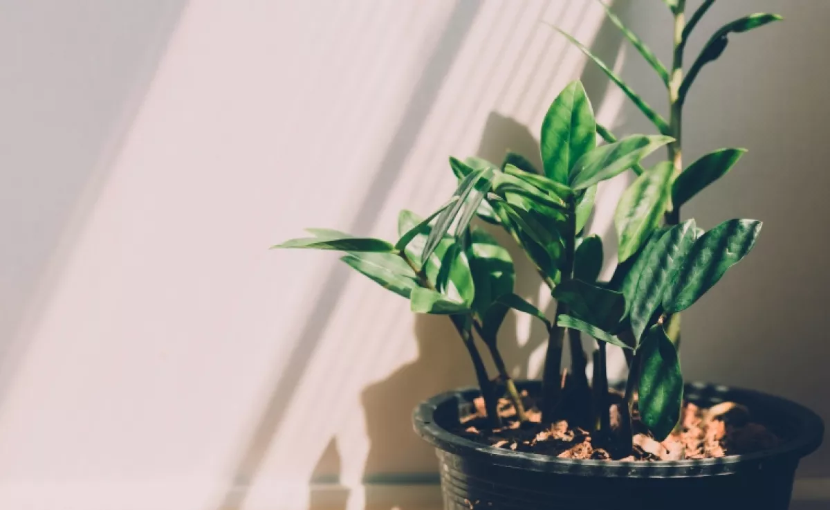 Ez a 3 növény a lakásban örök balszerencsét hoz a hiedelmek szerint – neked hány van belőle?