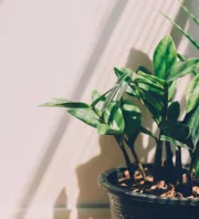 Sokak által imádott szobanövény hatalmas balszerencsét hoz a Feng Shui szerint