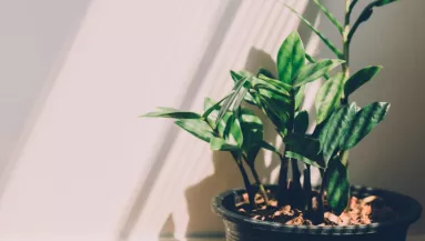 Ez a 3 növény a lakásban örök balszerencsét hoz a hiedelmek szerint – neked hány van belőle?