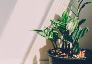 Ne tartsd a lakásban ezt a növényt: mágnesként vonzza a pókokat