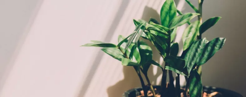 Ne tartsd a lakásban ezt a növényt: mágnesként vonzza a pókokat