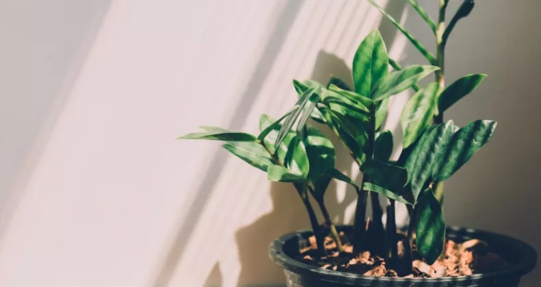 Sokak által imádott szobanövény hatalmas balszerencsét hoz a Feng Shui szerint