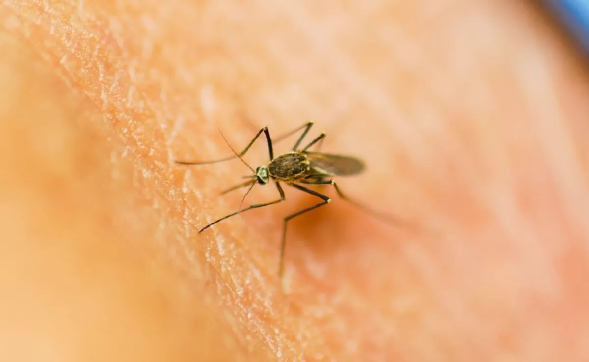 Nem menekülhetsz előlük: ha ezt az illatot használod, rád szállnak a szúnyogok, mint a mézre