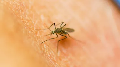 Nem menekülhetsz előlük: ha ezt az illatot használod, rád szállnak a szúnyogok, mint a mézre