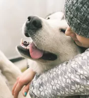 Kutya vagy macska? Valójában ez a háziállat a legnagyobb allergénforrás a lakásban