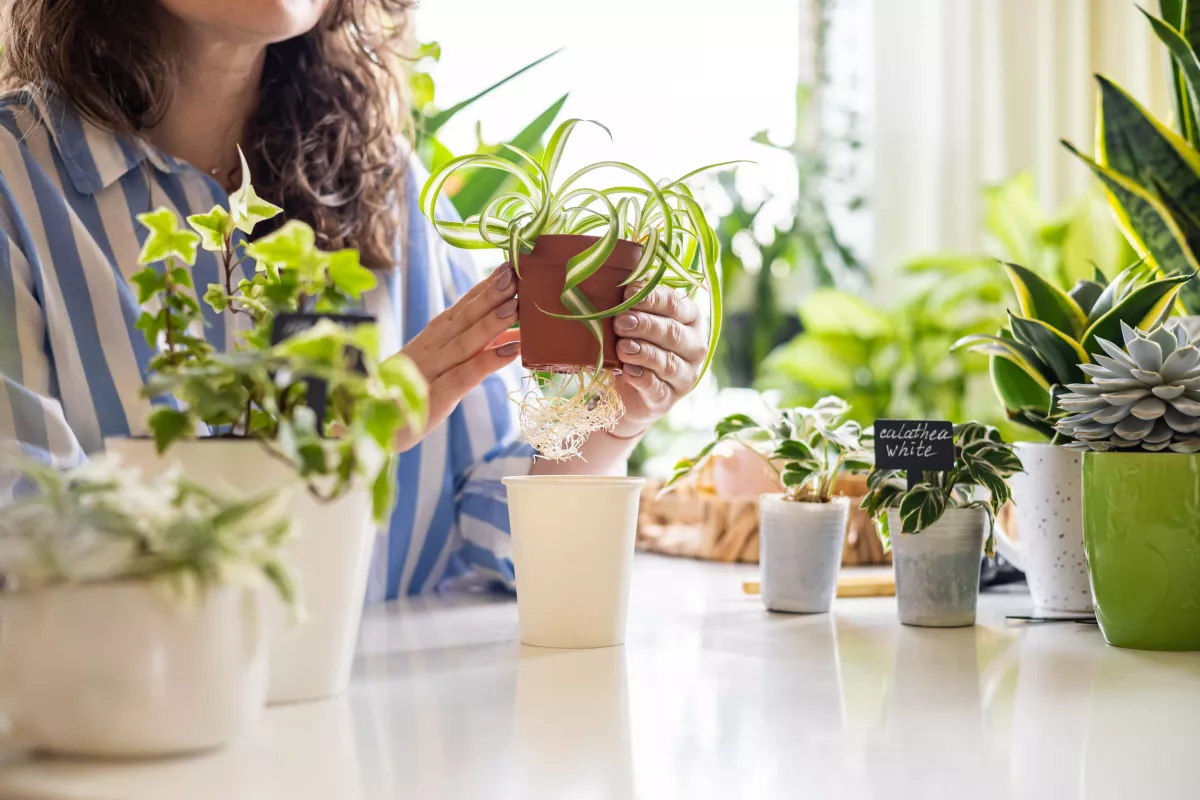 Ha így öntözöd a növényeidet nyáron, rövid időn belül tönkremennek