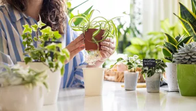 A hálószoba titkos feng shui trükkje: ez a növény segíthet több pénzt vonzani az életedbe