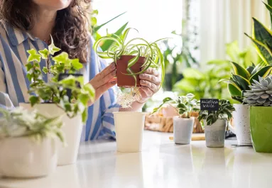 A hálószoba titkos feng shui trükkje: ez a növény segíthet több pénzt vonzani az életedbe