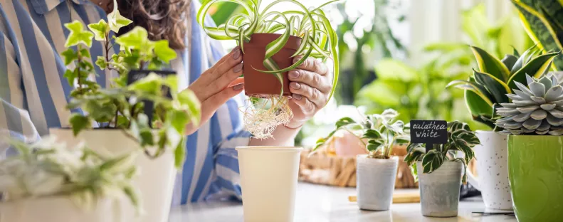 A hálószoba titkos feng shui trükkje: ez a növény segíthet több pénzt vonzani az életedbe