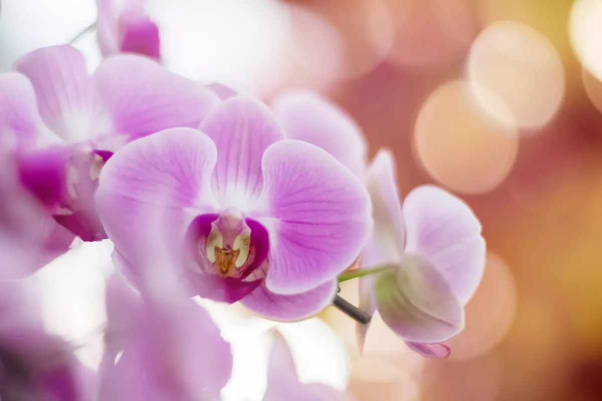 Szinte rögtön virágba borul az orchidea ettől a konyhai alapanyagtól