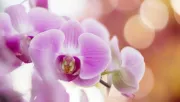 Ettől a konyhai alapanyagtól újra virágba borulhat az orchidea: filléres trükk, amit érdemes kipróbálni
