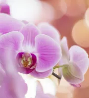 Ettől a konyhai alapanyagtól újra virágba borulhat az orchidea: filléres trükk, amit érdemes kipróbálni
