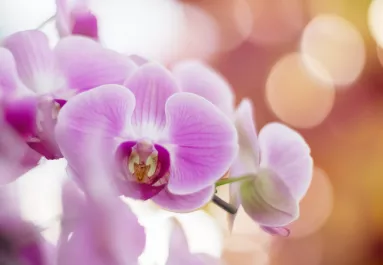 Ettől a konyhai alapanyagtól újra virágba borulhat az orchidea: filléres trükk, amit érdemes kipróbálni