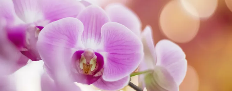 Ettől a konyhai alapanyagtól újra virágba borulhat az orchidea: filléres trükk, amit érdemes kipróbálni