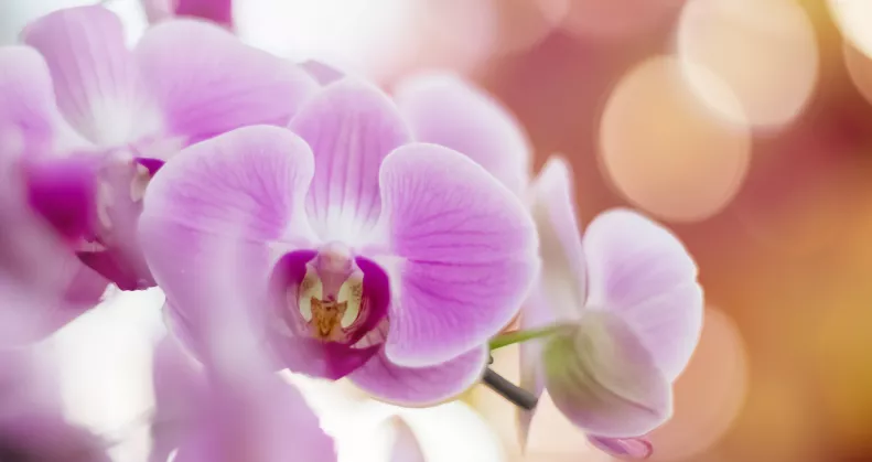 Ettől a konyhai alapanyagtól újra virágba borulhat az orchidea: filléres trükk, amit érdemes kipróbálni