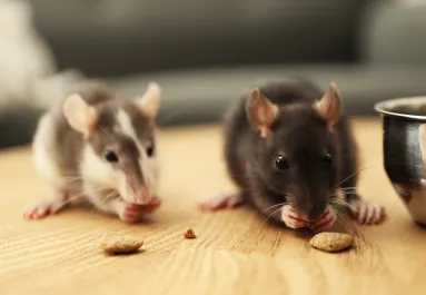 Így űzd el a rágcsálókat humánusan a padlásról egy 200 forintos módszerrel