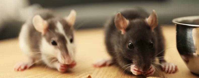 Így űzd el a rágcsálókat humánusan a padlásról egy 200 forintos módszerrel