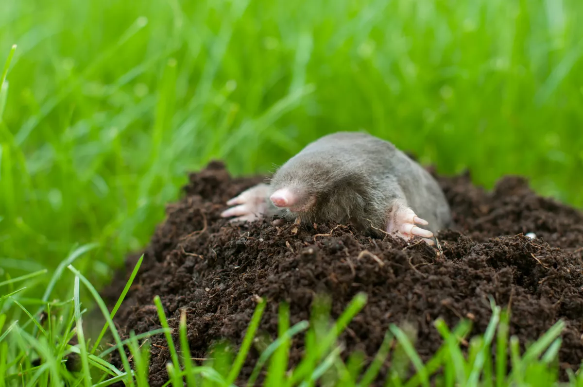 Nyoma sem lesz a kertedben a vakondoknak, ha beveted ezt a trükköt