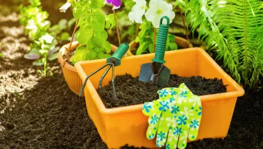 A biokertész titkos trükkje: szórj mustármagot a kertedbe, és nézd meg, mi történik