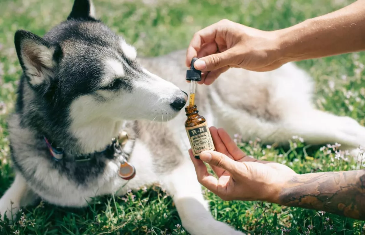 CBD olaj a háziállatoknak: mit érdemes tudni róla?