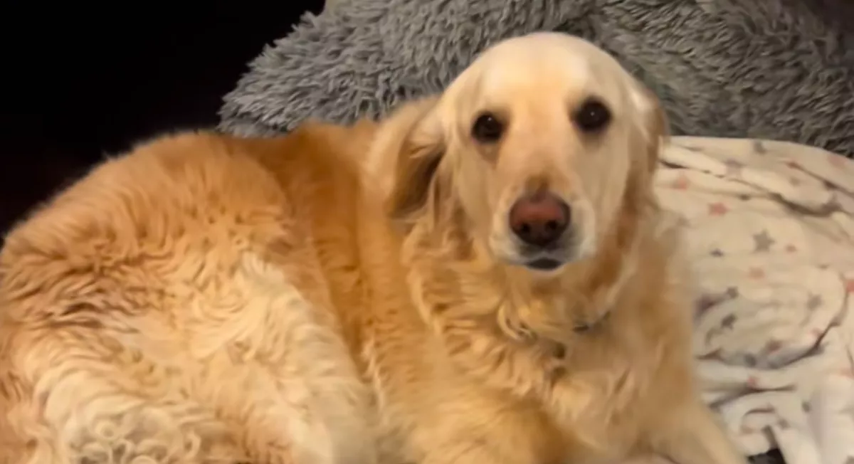 A golden retriever ébreszti a gyerekeket: békés dinoszaurusz hangja vírusos siker