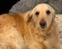A golden retriever ébreszti a gyerekeket: békés dinoszaurusz hangja vírusos siker A golden retriever ébreszti a gyerekeket: békés dinoszaurusz hangja vírusos siker