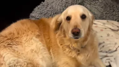 A golden retriever ébreszti a gyerekeket: békés dinoszaurusz hangja vírusos siker