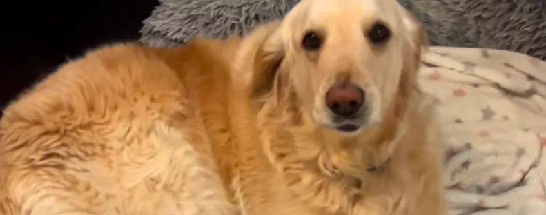 A golden retriever ébreszti a gyerekeket: békés dinoszaurusz hangja vírusos siker