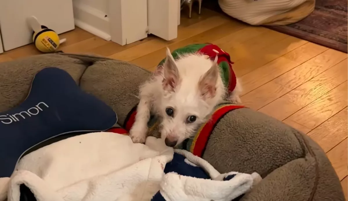 Egy nap családdal: a halála előtt fogadta örökbe a nő ezt a kutyust