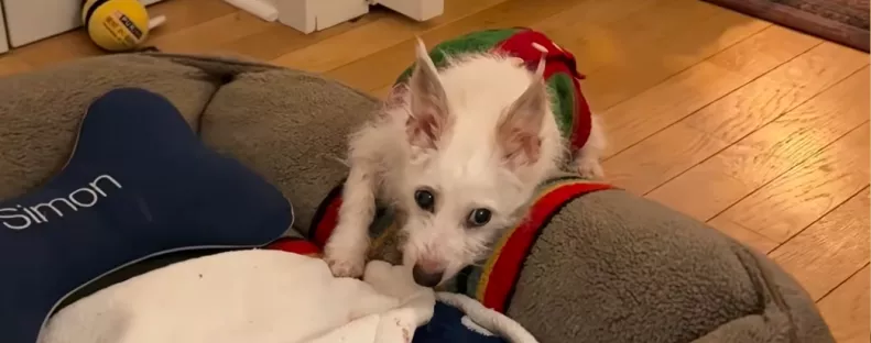 Egy nap családdal: a halála előtt fogadta örökbe a nő ezt a kutyust